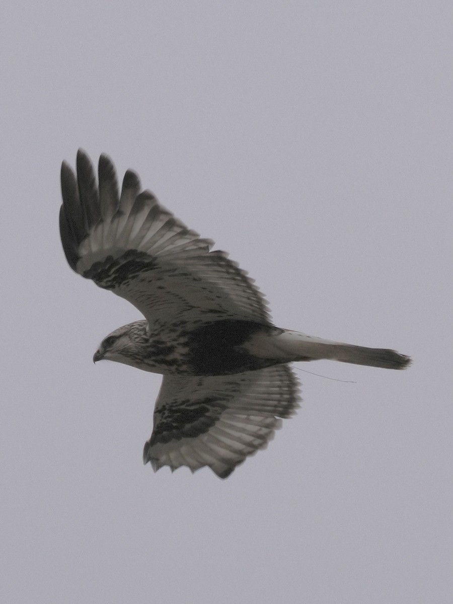 Rough-legged Hawk - ML646086770