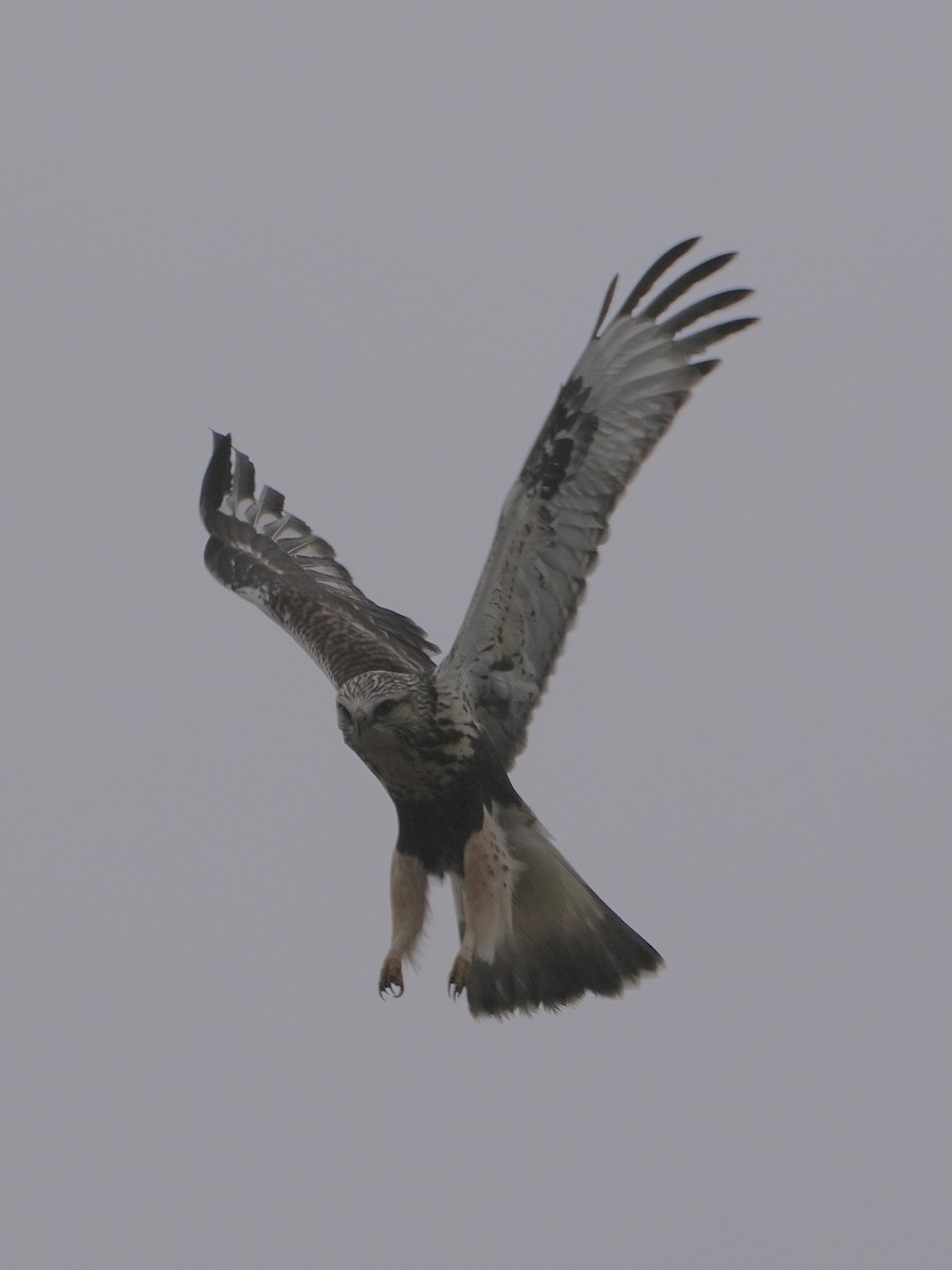 Rough-legged Hawk - ML646086771