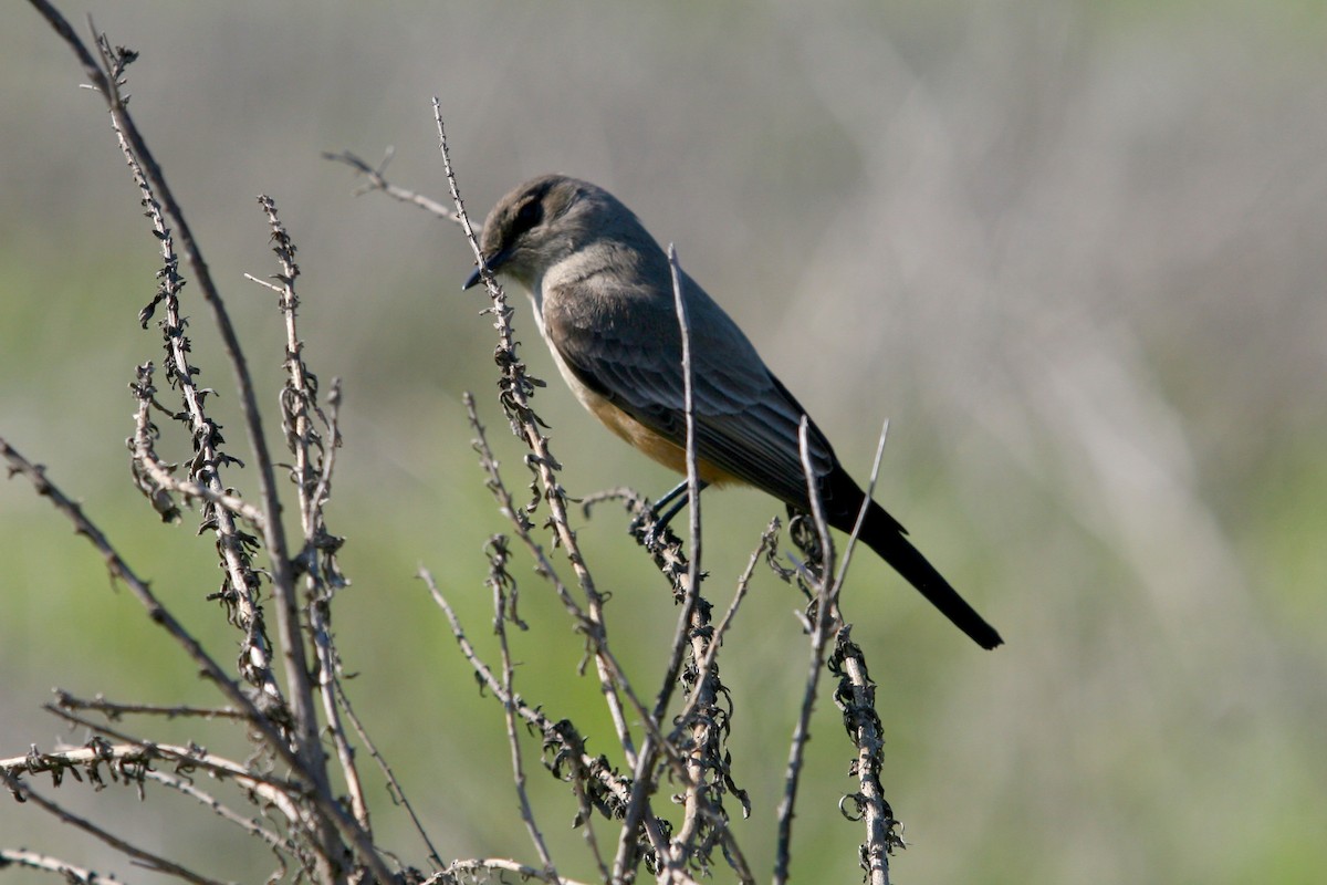 Феб великий - ML646086772