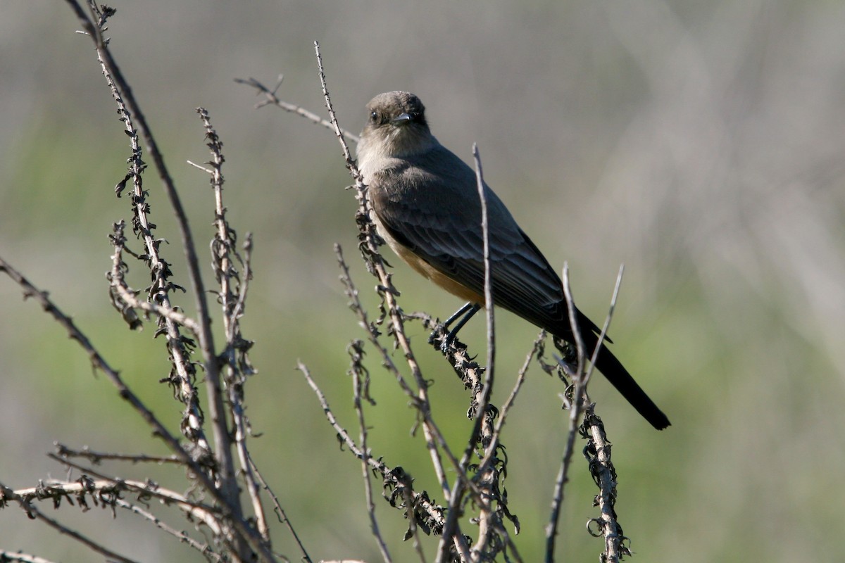 Феб великий - ML646086773