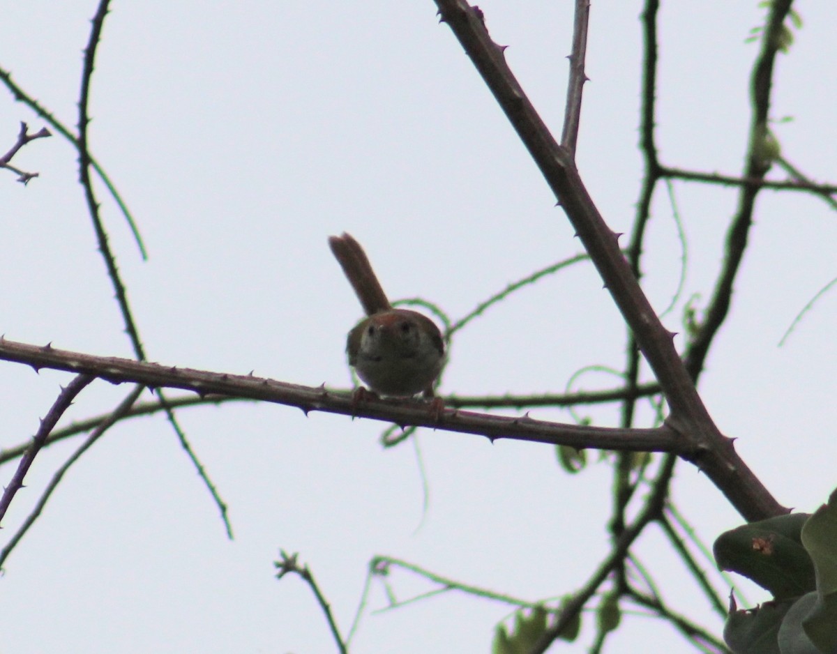 langstjertskredderfugl - ML646086781