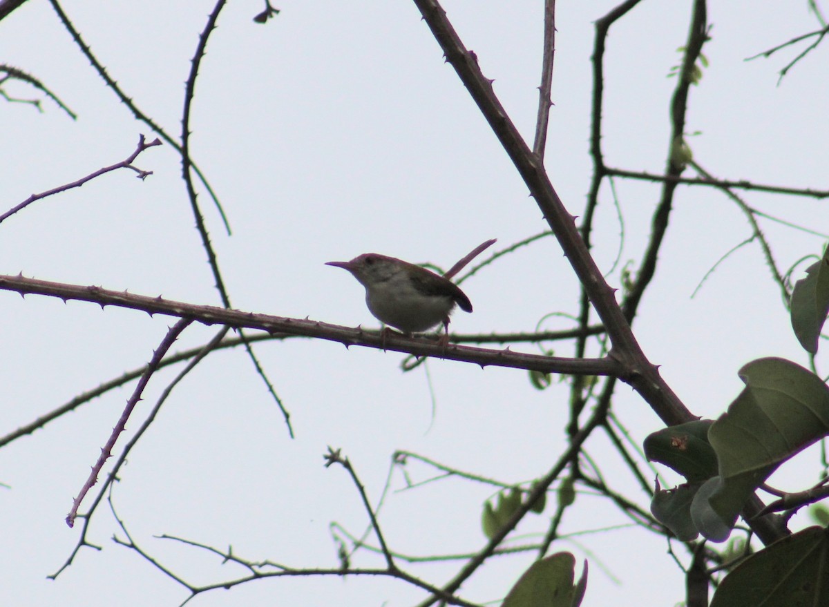 langstjertskredderfugl - ML646086782