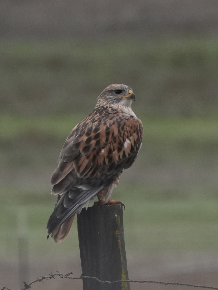 Ferruginous Hawk - ML646086784