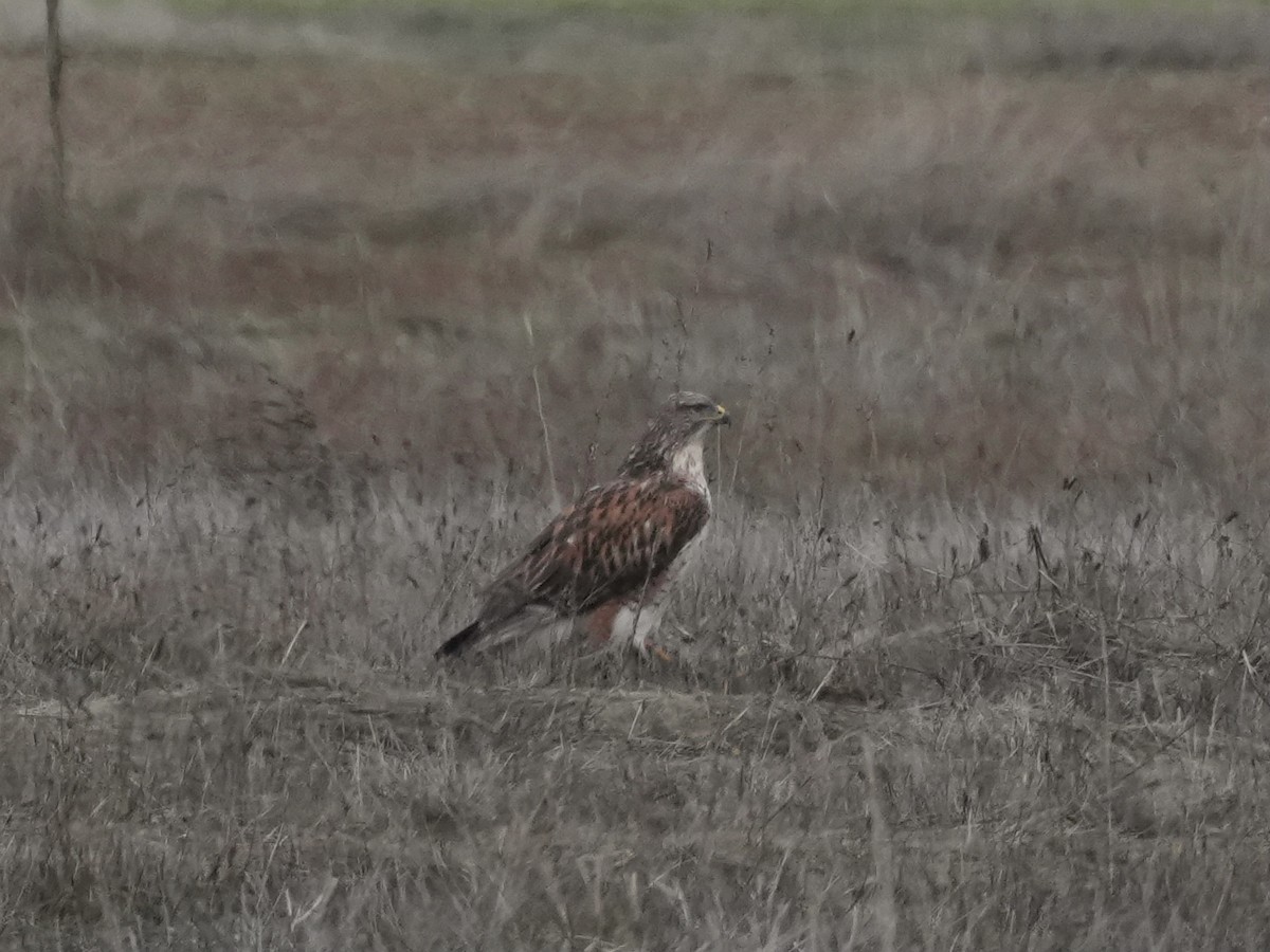 Ferruginous Hawk - ML646086785