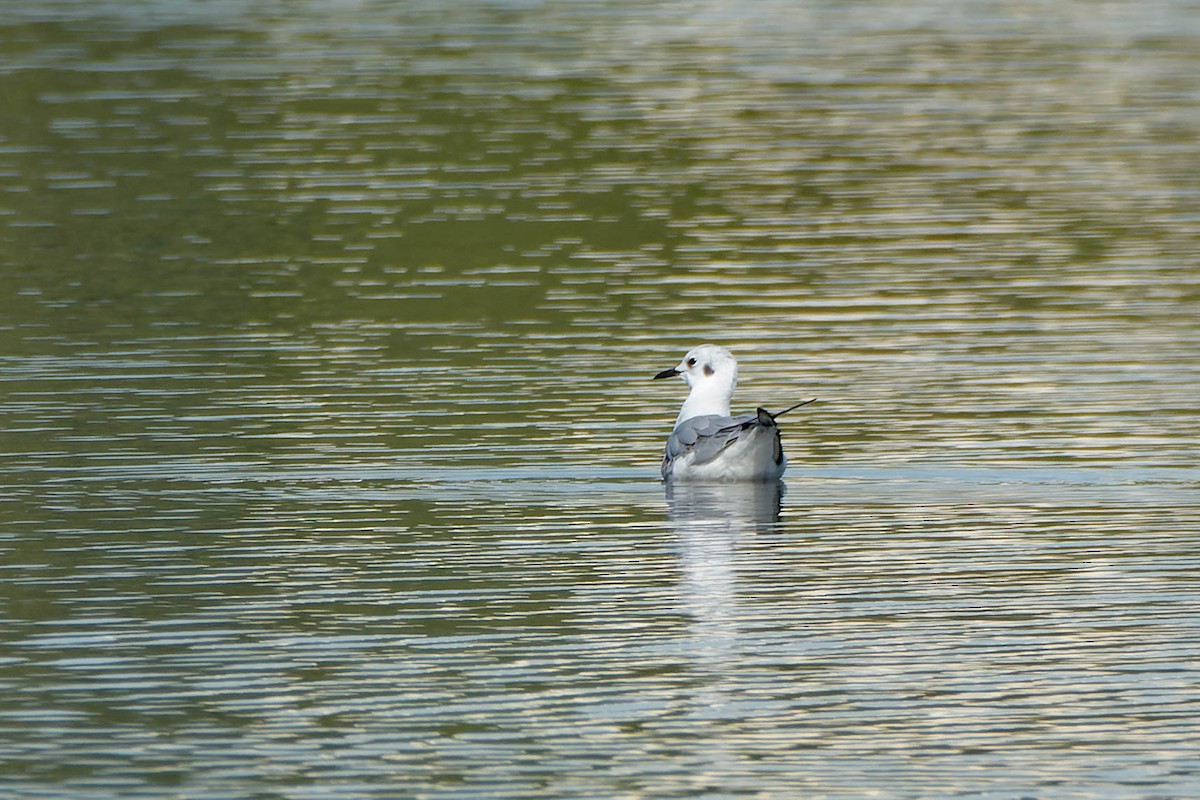 Gabbiano di Bonaparte - ML646086786