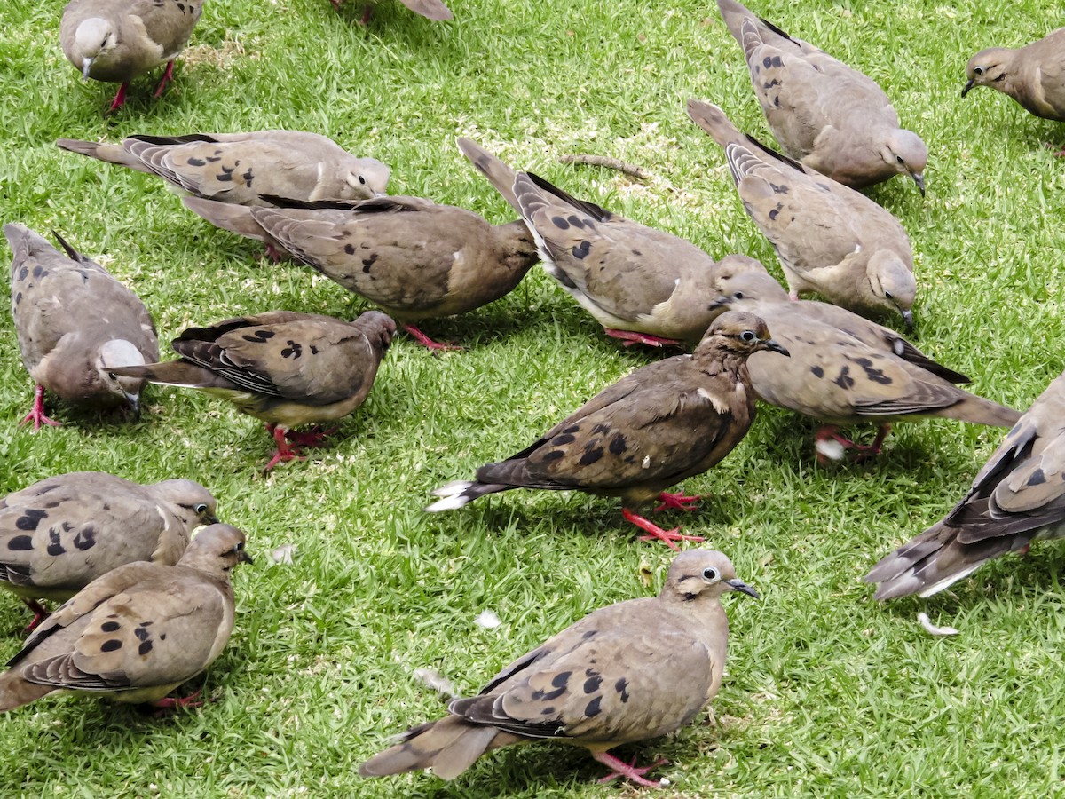 Eared Dove - ML646086797