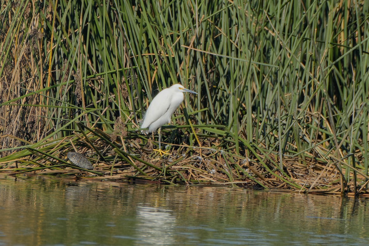 Snowy Egret - ML646086799