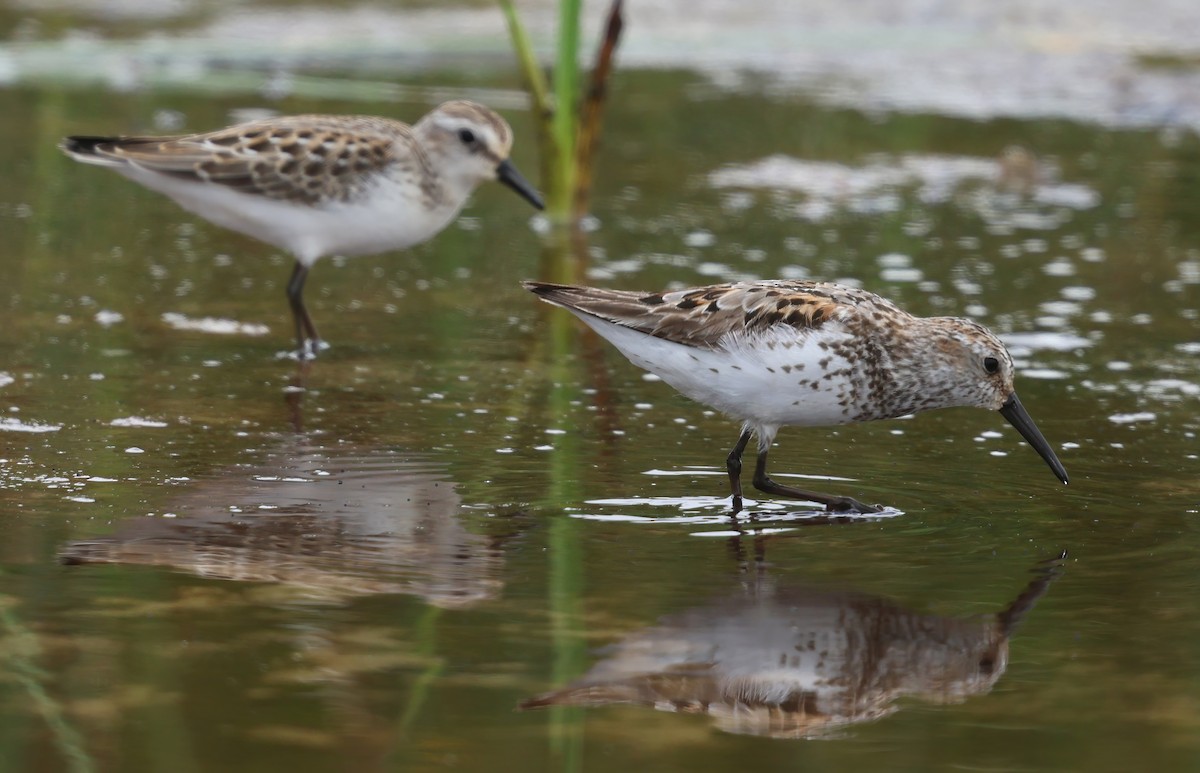 Western Sandpiper - ML646086801