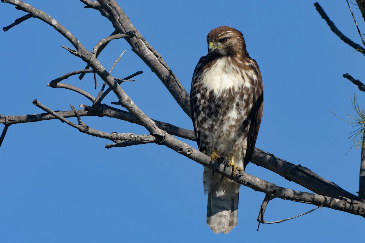 Poiana codarossa - ML646086803