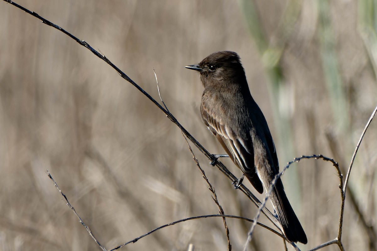 Black Phoebe - ML646086805