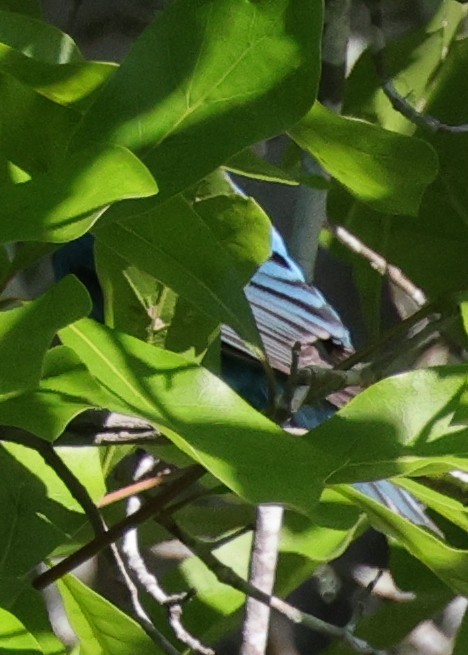 Индиговый колорин - ML646086811