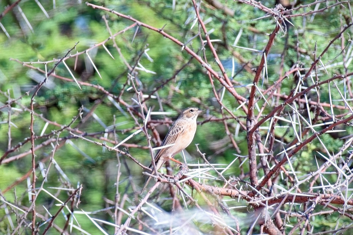 Lark-like Bunting - ML646086812