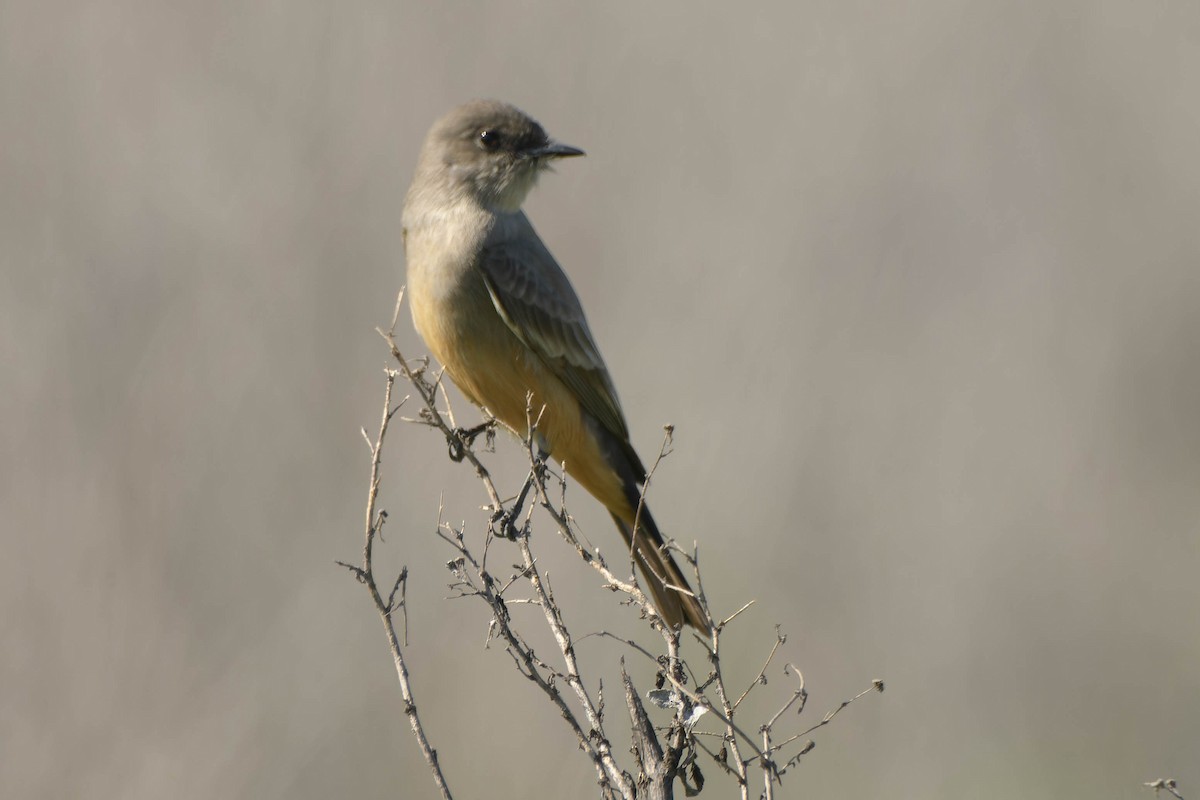 Say's Phoebe - ML646086816