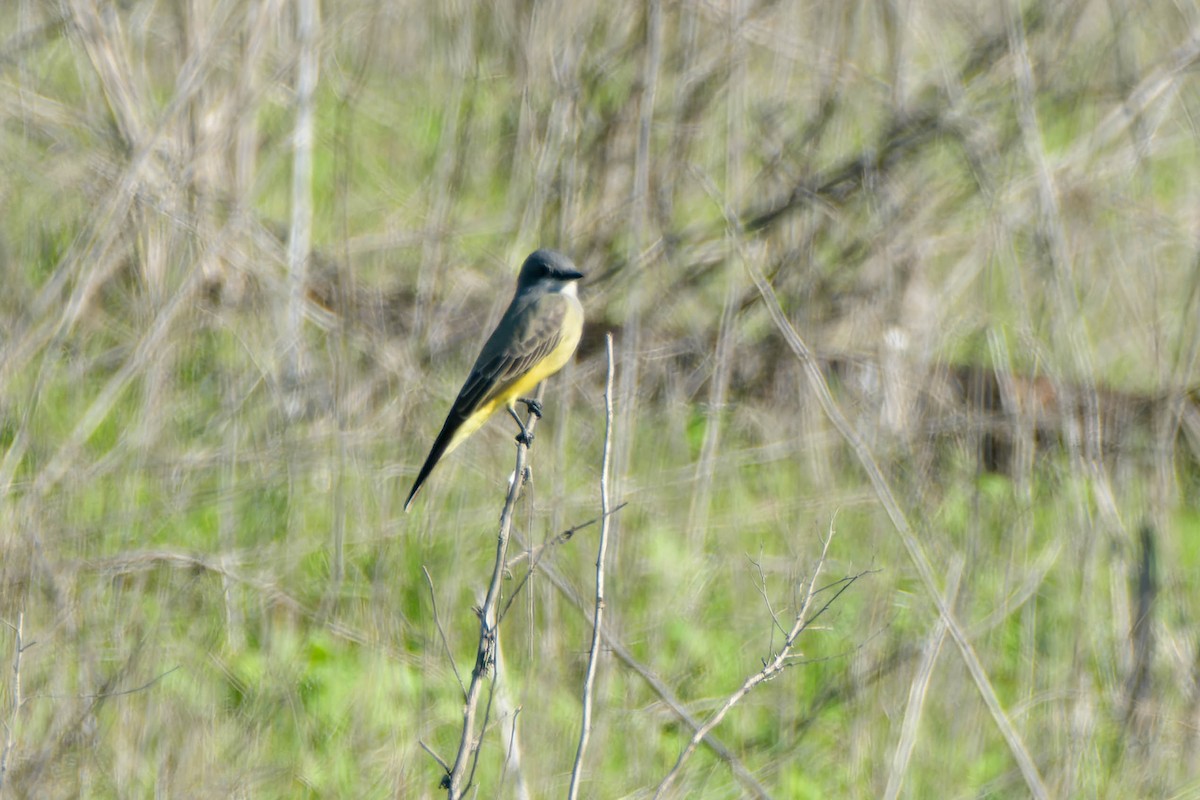 Cassin's Kingbird - ML646086818