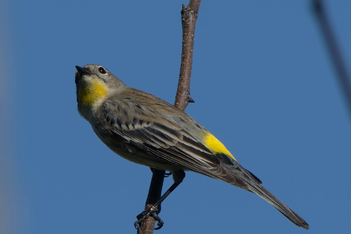 Yellow-rumped Warbler (Audubon's) - ML646086828