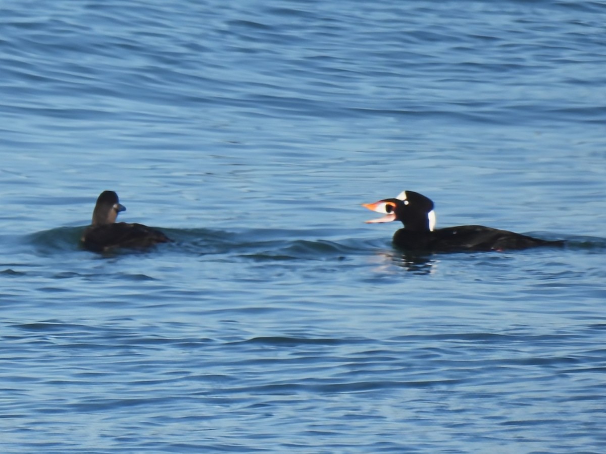 Surf Scoter - ML646086833