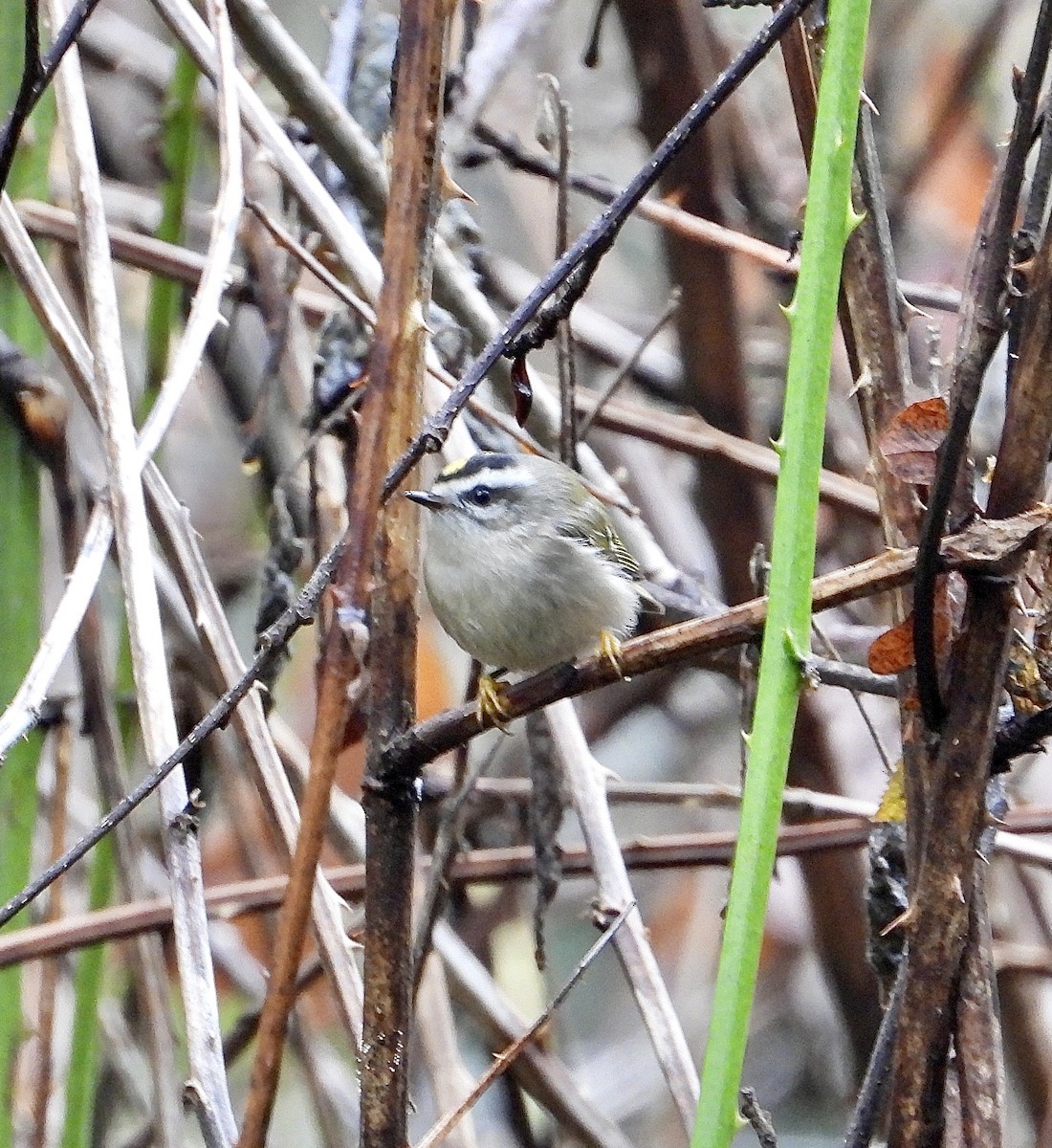 Golden-crowned Kinglet - ML646086865