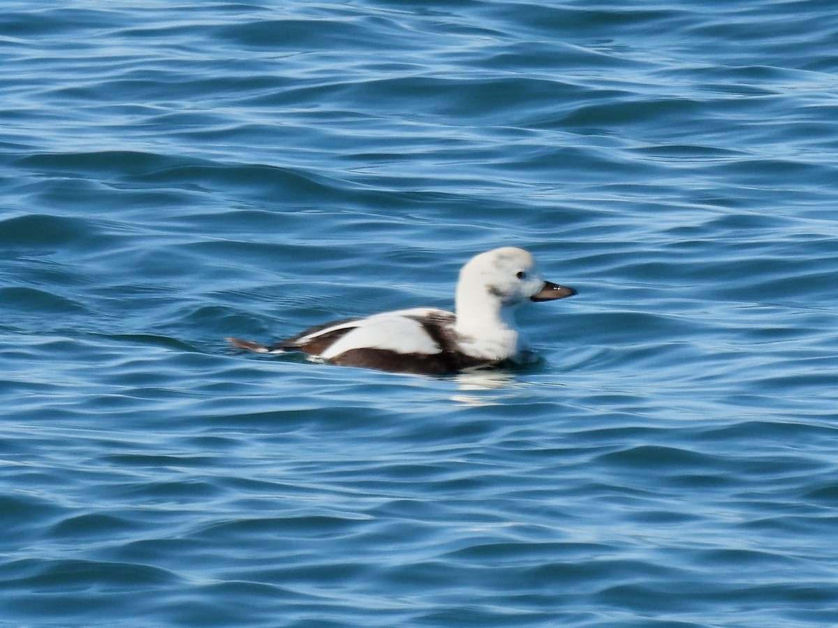 Long-tailed Duck - ML646086866