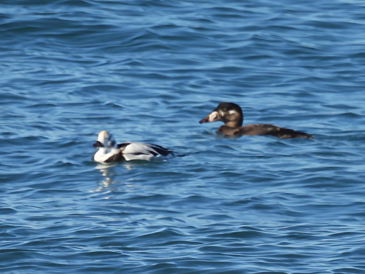 Long-tailed Duck - ML646086867