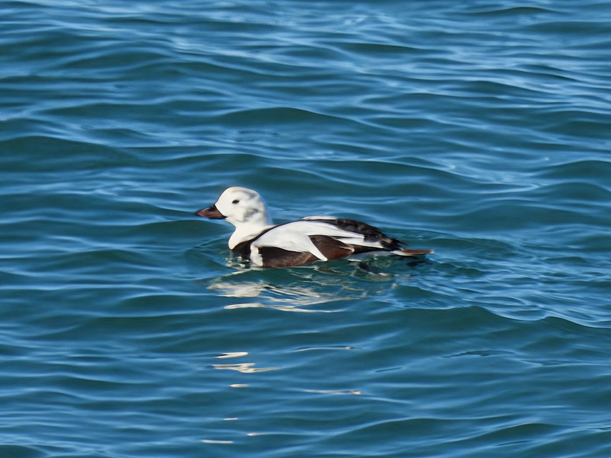 Long-tailed Duck - ML646086868