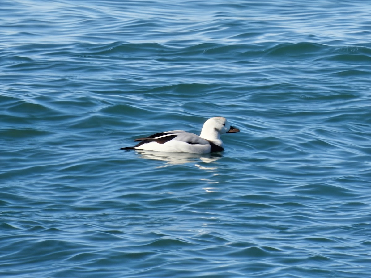 Long-tailed Duck - ML646086869