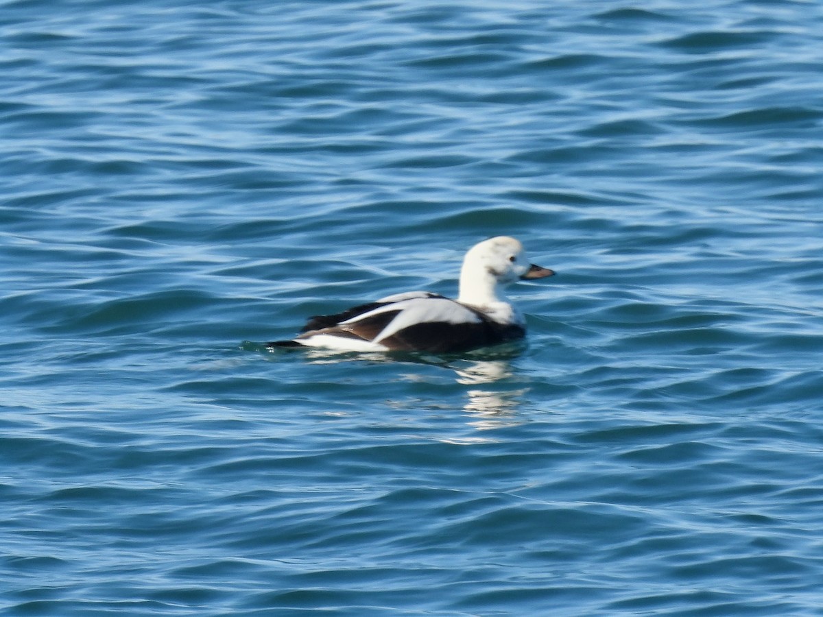 Long-tailed Duck - ML646086870