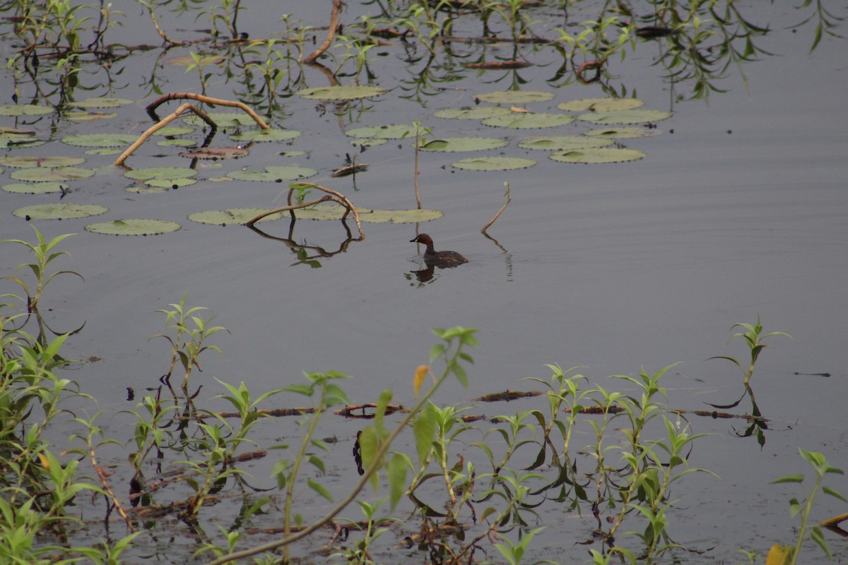 Little Grebe - ML646086878