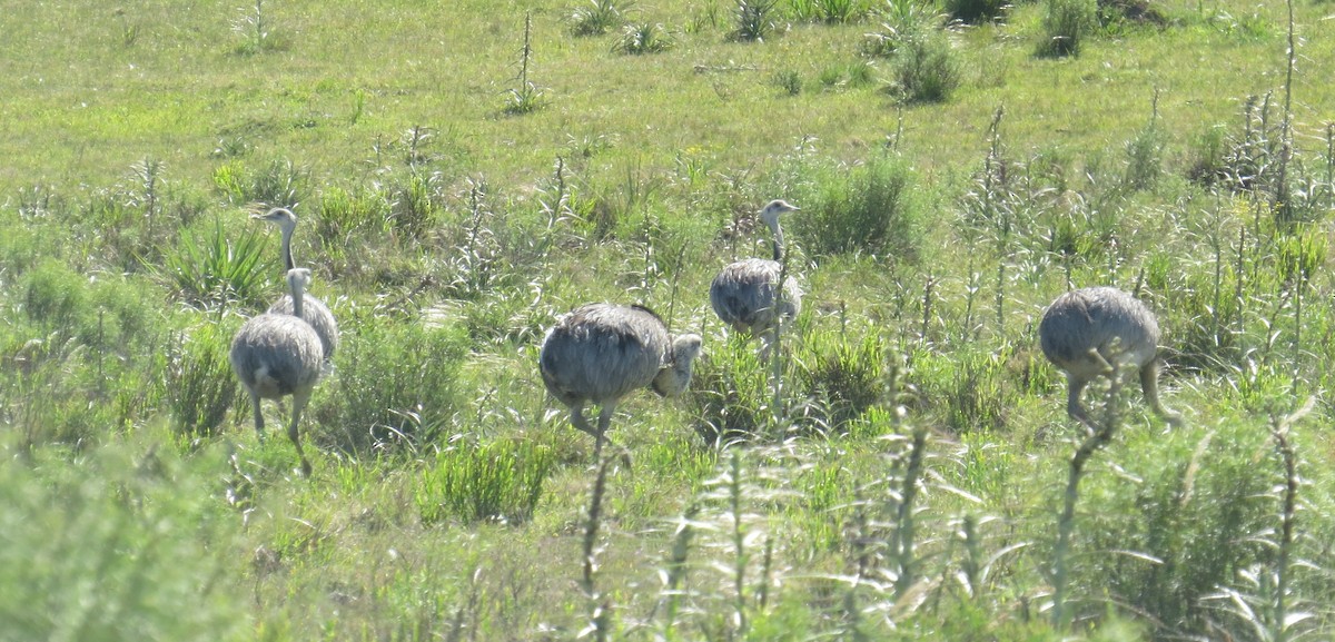 Greater Rhea - ML646086880