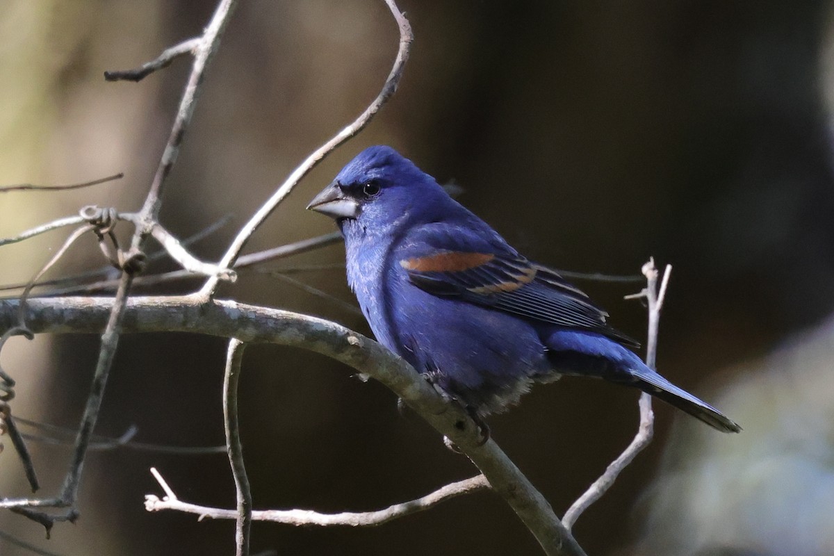 Blue Grosbeak - ML646086881