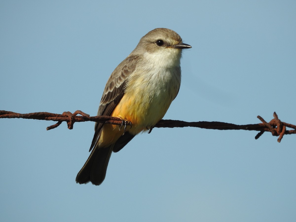 Vermilion Flycatcher - ML646086883