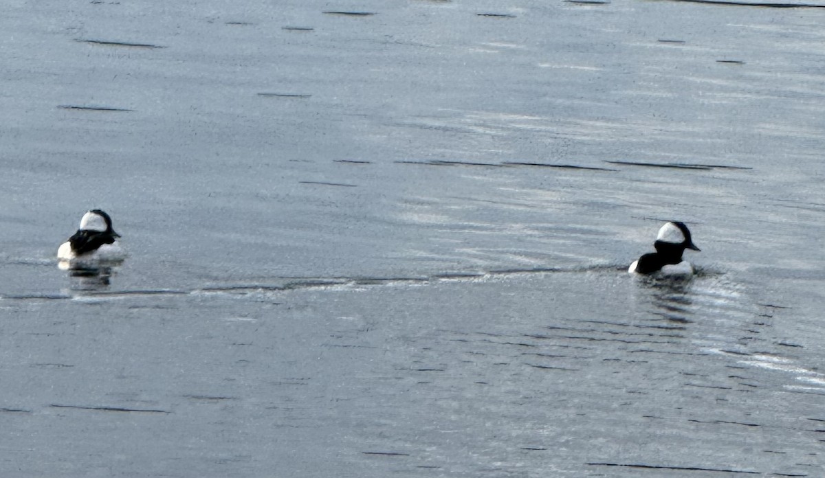 Bufflehead - ML646086885