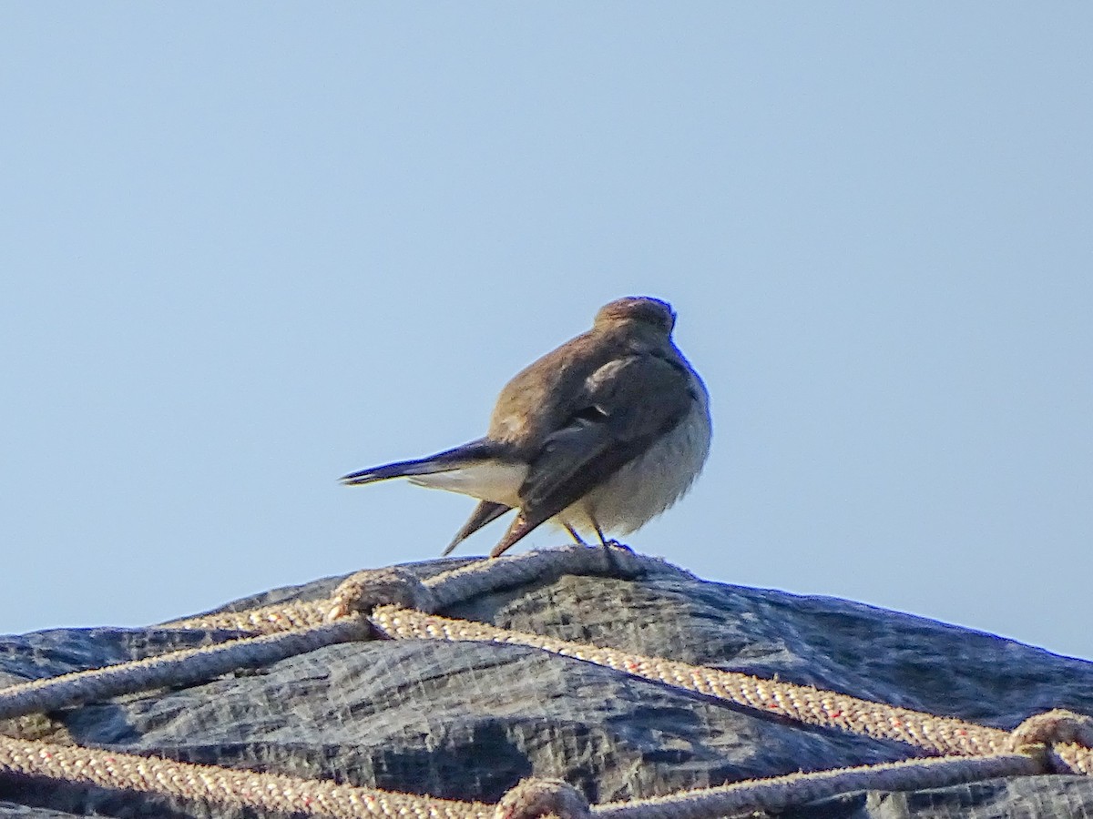 Taiga Flycatcher - ML646086886