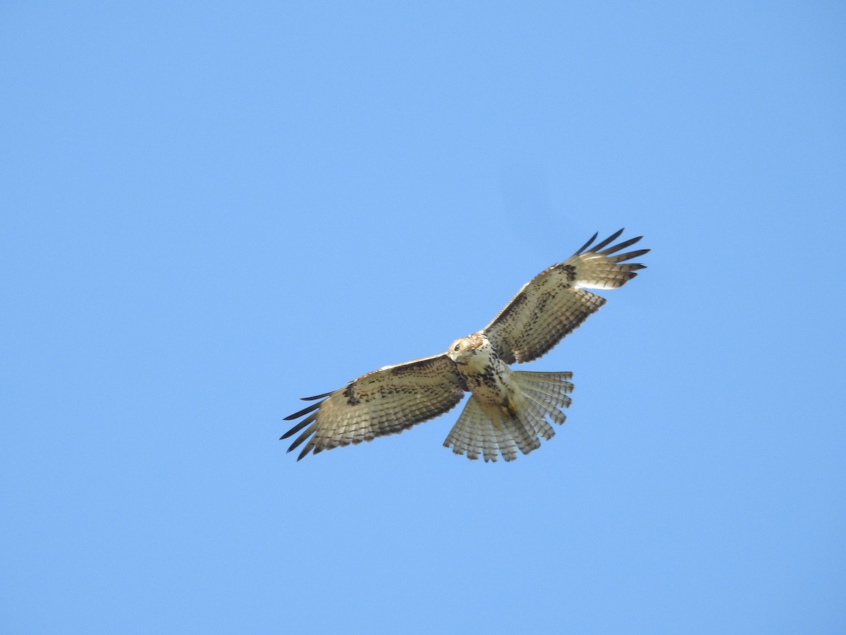 Red-tailed Hawk - ML646086888