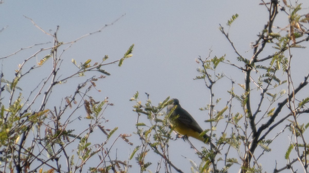 Cassin's Kingbird - ML646086890