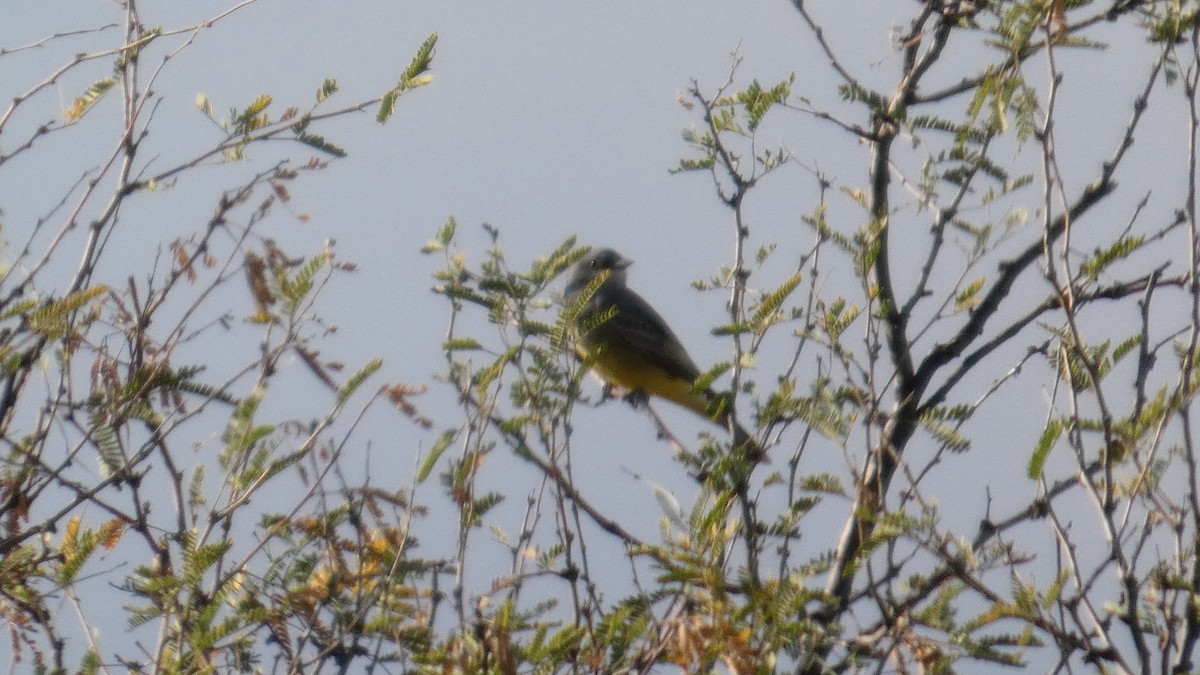 Cassin's Kingbird - ML646086891