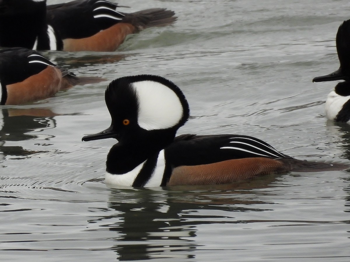 Hooded Merganser - ML646086892