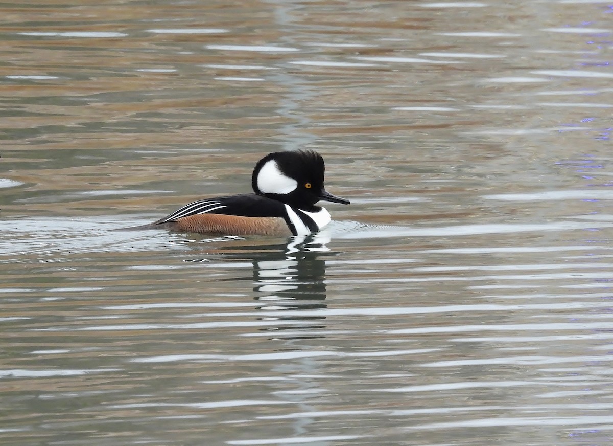 Hooded Merganser - ML646086893