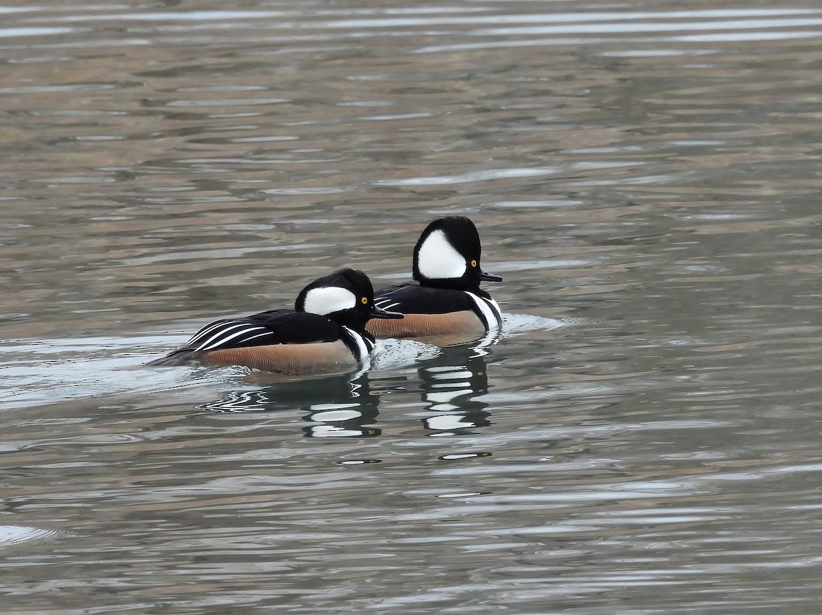 Hooded Merganser - ML646086894