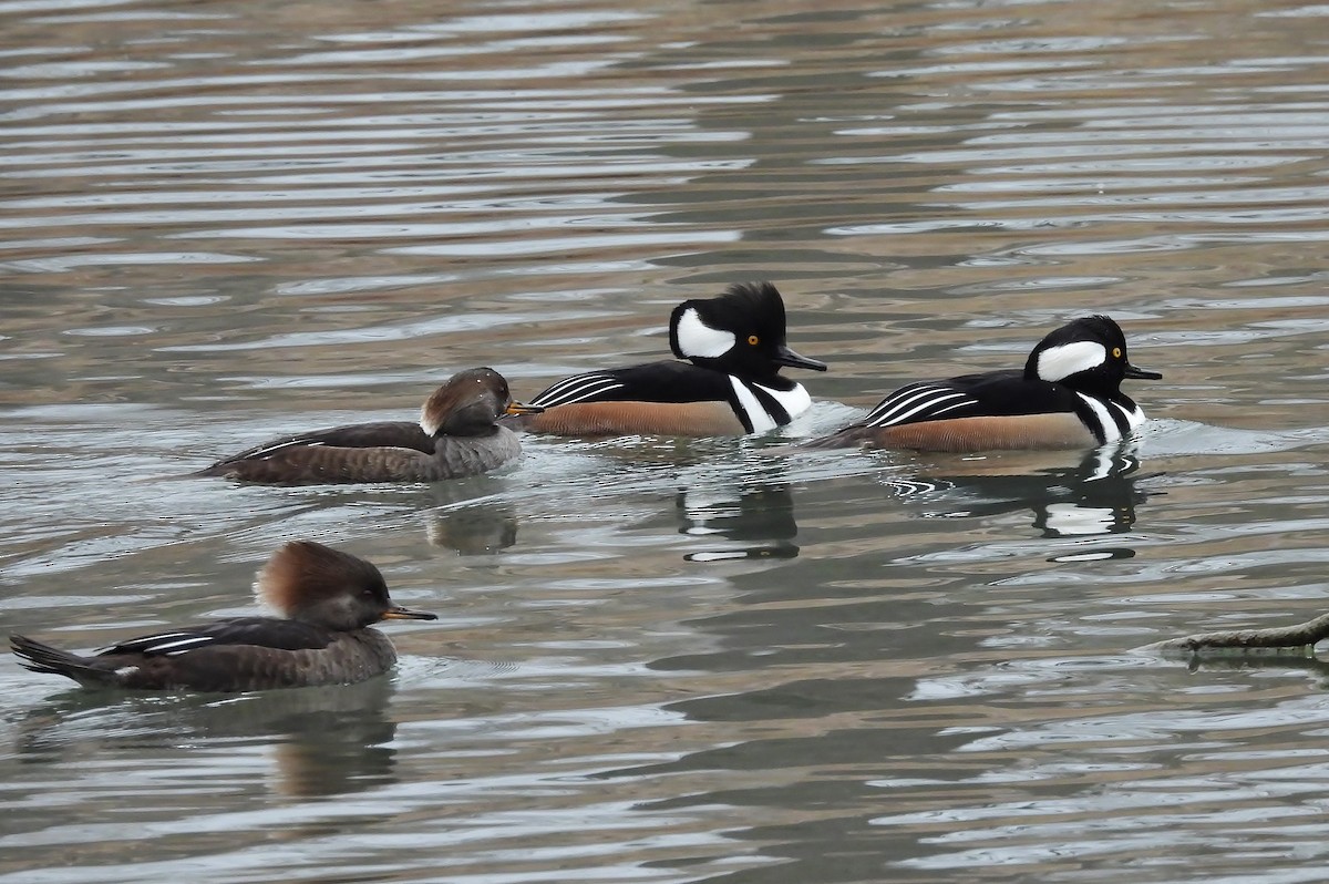 Hooded Merganser - ML646086895
