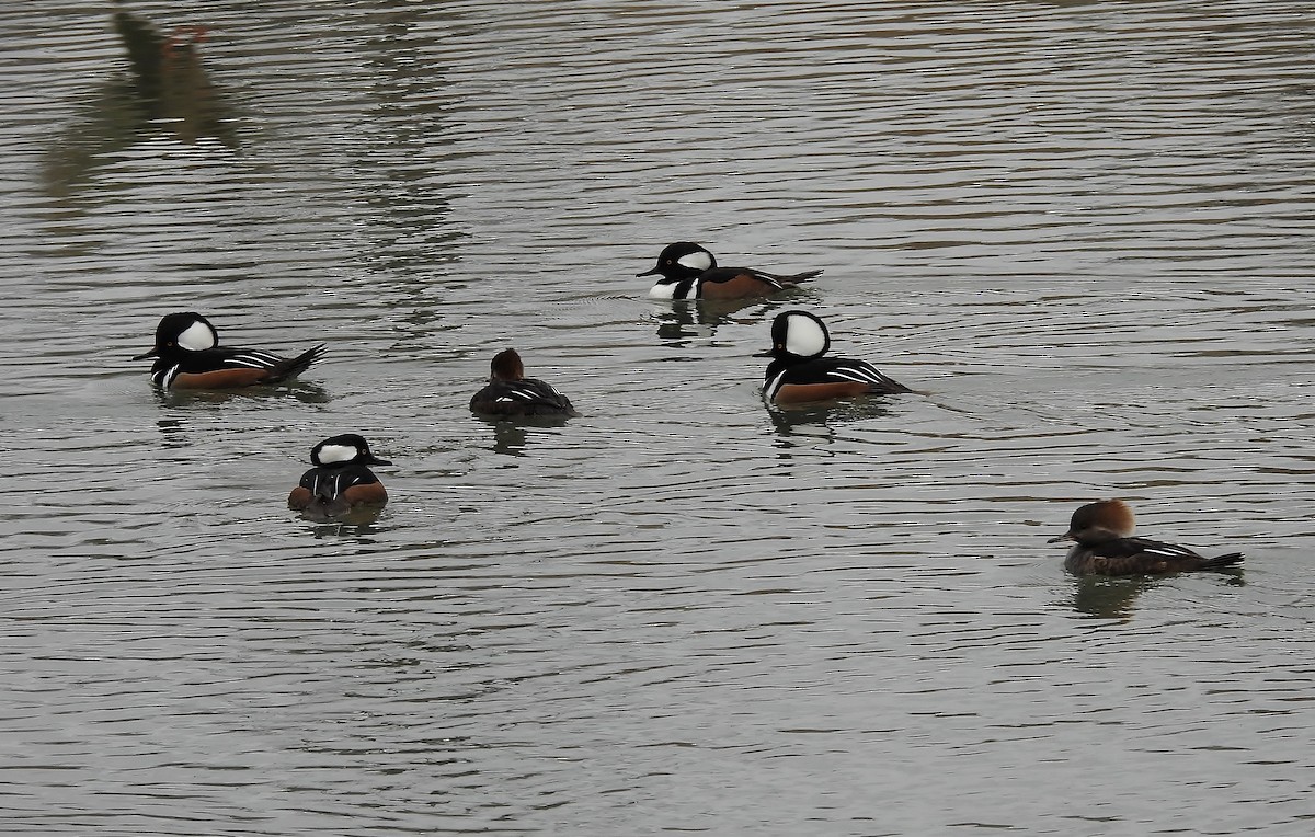 Hooded Merganser - ML646086896