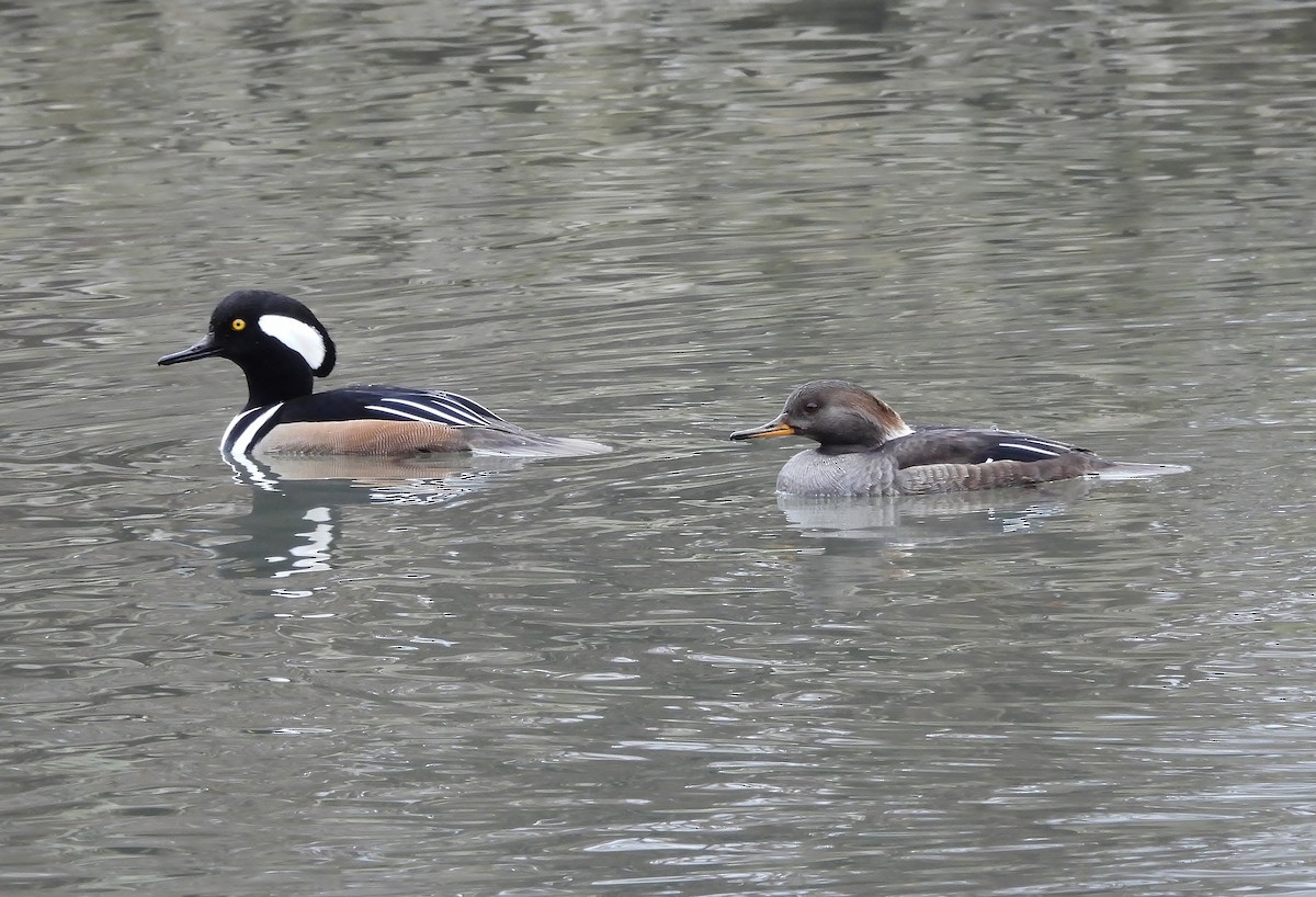 Hooded Merganser - ML646086897