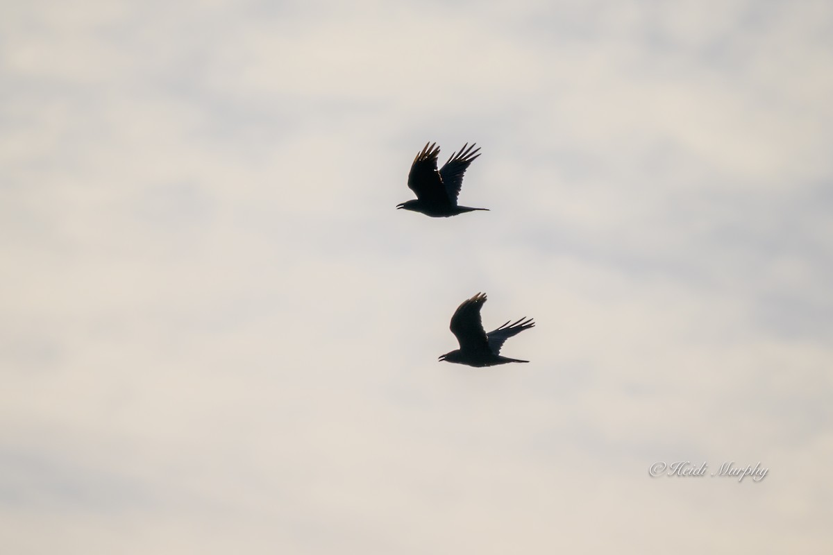 Common Raven - ML646086899