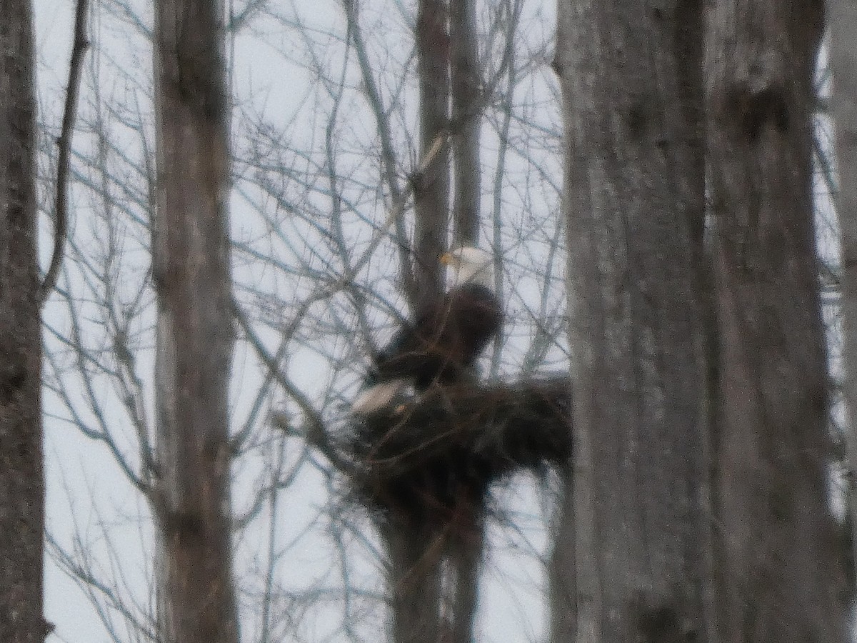 Bald Eagle - ML646086900