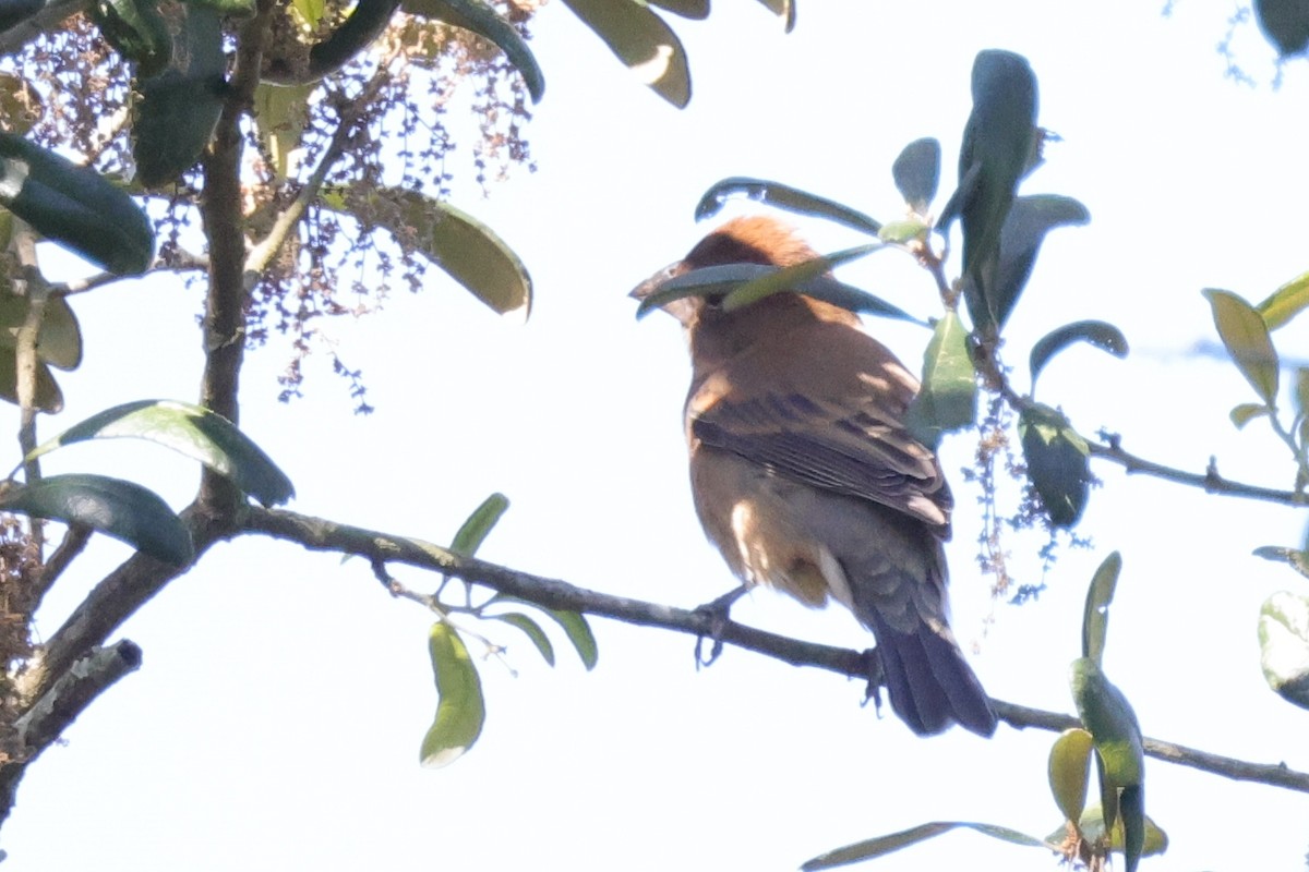 Blue Grosbeak - ML646086901