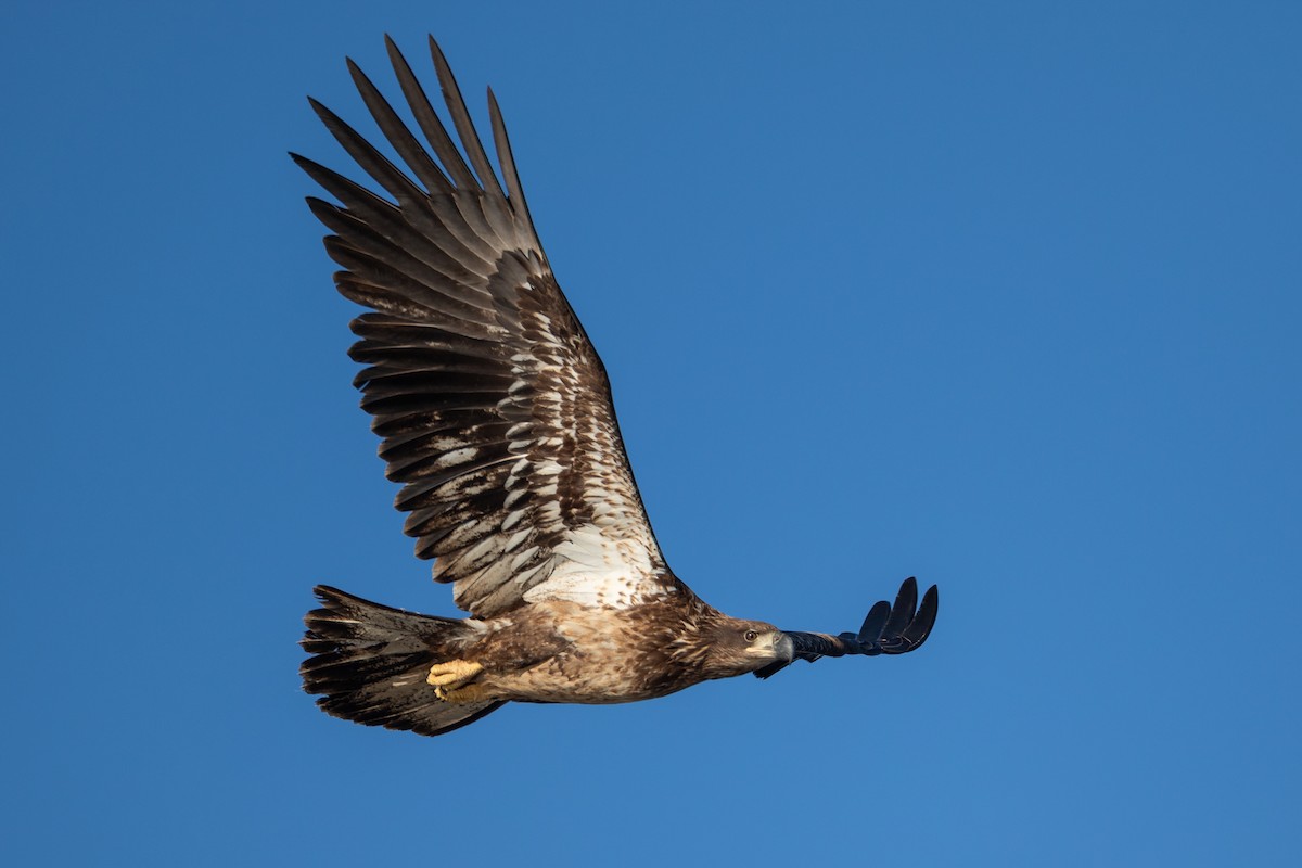 Bald Eagle - ML646086903
