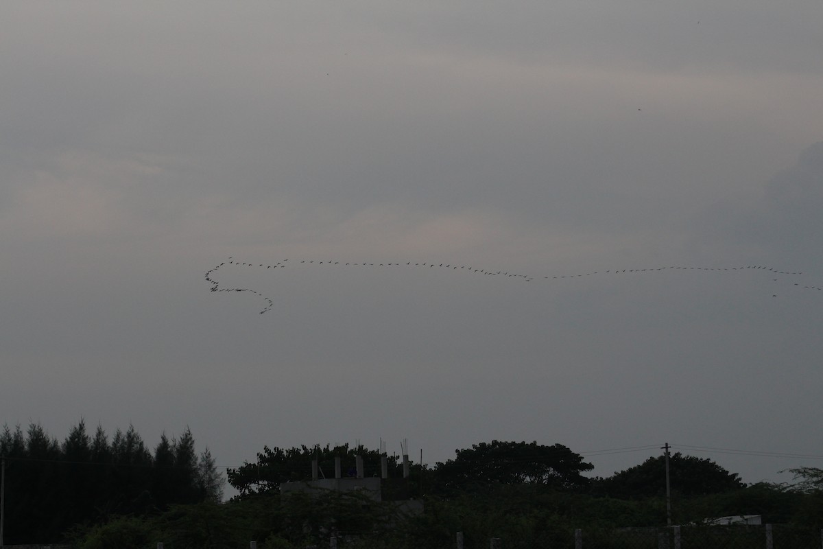 Black-headed Ibis - ML646086904