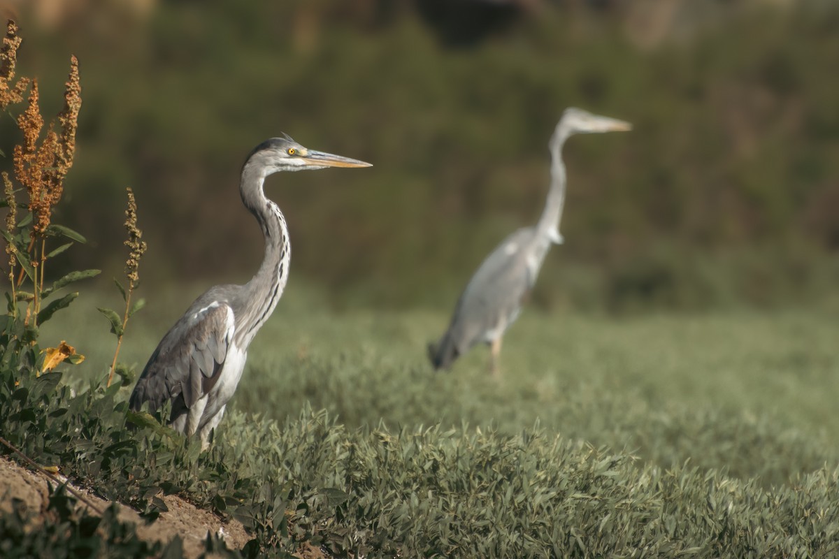 Gray Heron - ML646086907