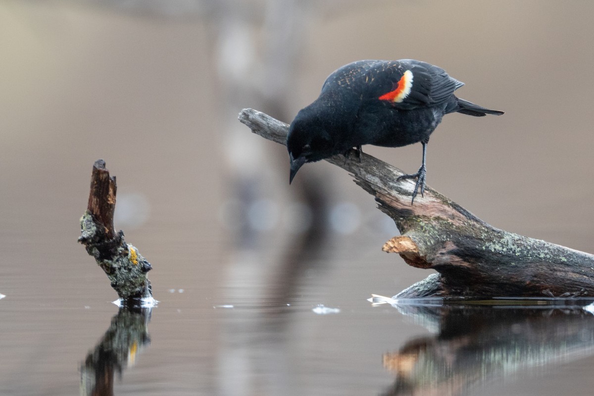 Red-winged Blackbird - ML646086908