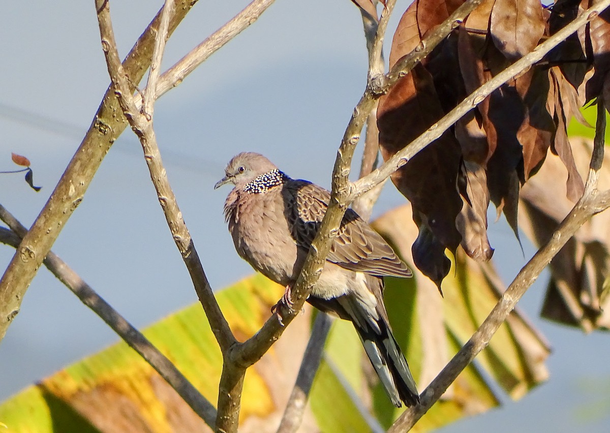 Spotted Dove - ML646086909