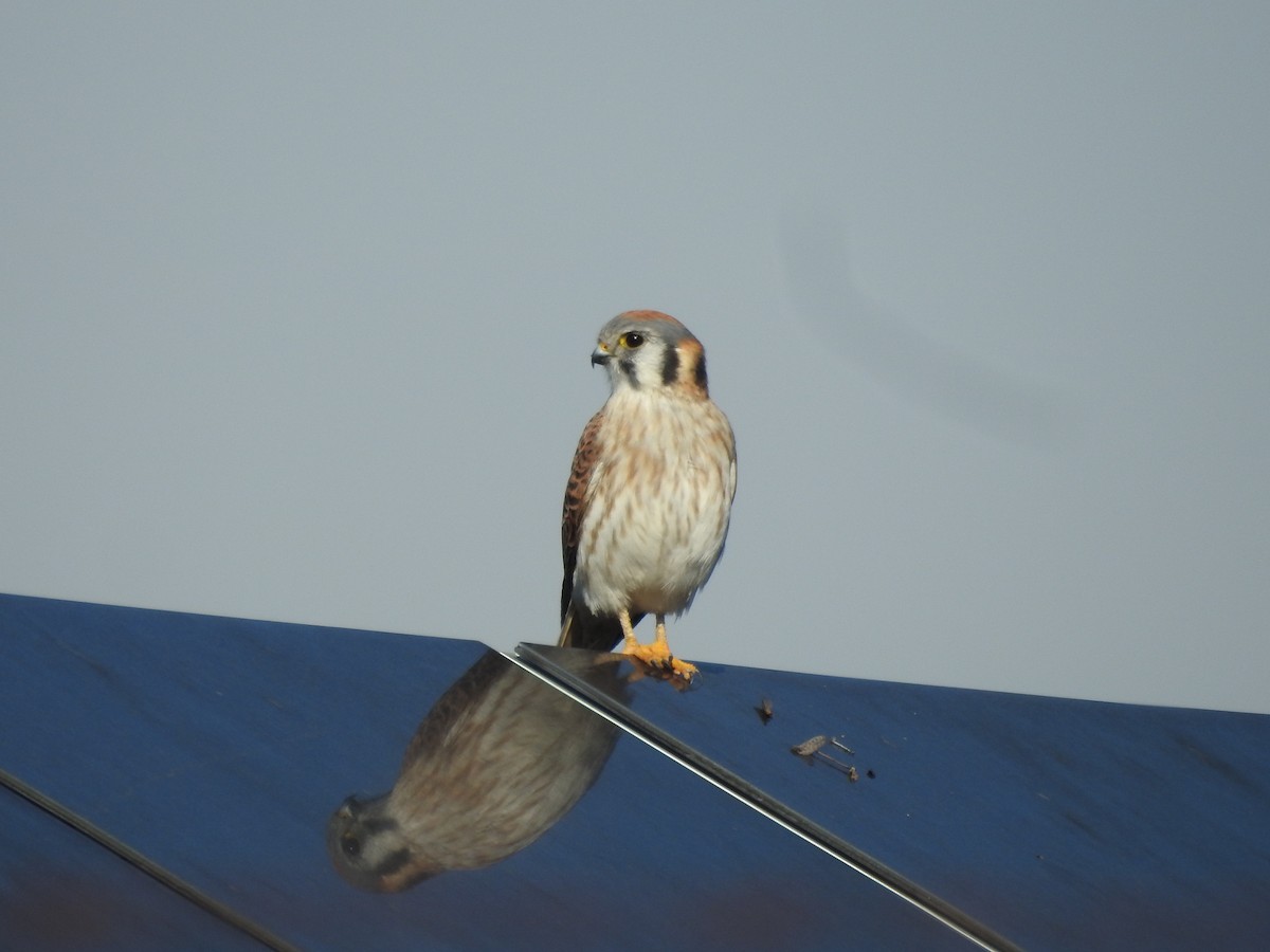 American Kestrel - ML646086910